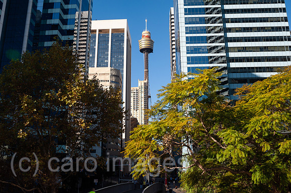 0SL180507D038CAROEX.JPG