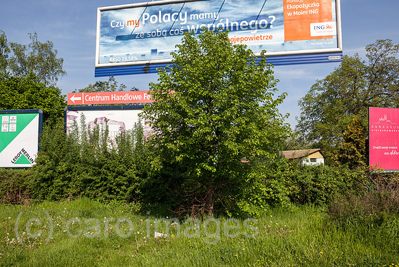 00P180429D268CAROEX.JPG