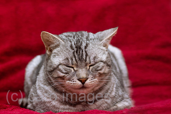 0GB120114D002CAROE.JPG