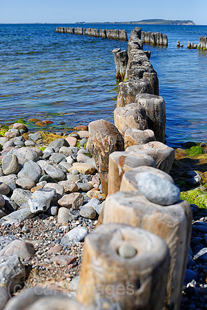 0PS180607D003CAROEX.JPG