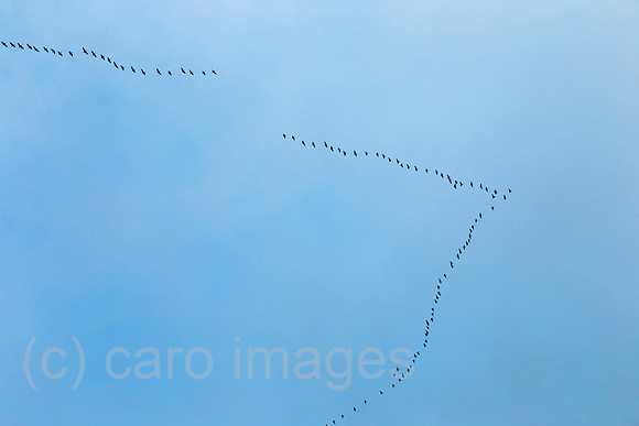 0MC181231D922CAROEX.JPG