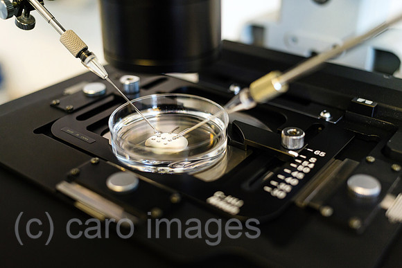 0MC180222D066CAROEX.JPG