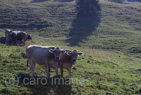 00R120822D004CARO.JPG