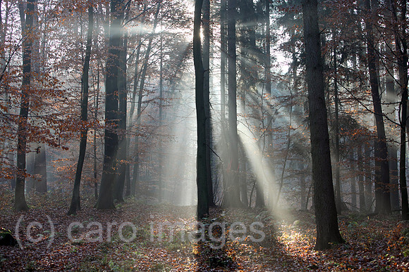 00S111120D049CARO.JPG