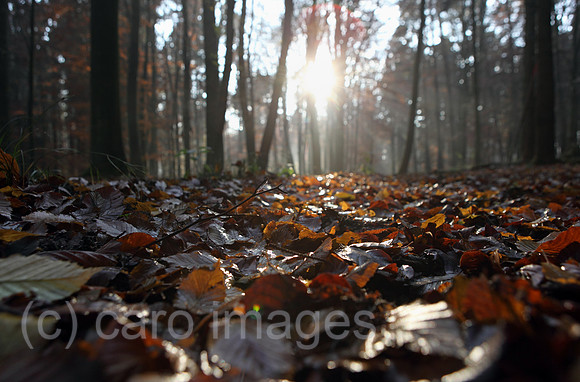 00S111120D010CARO.JPG