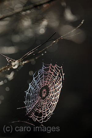 00S111120D043CARO.JPG