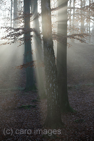 00S111120D065CARO.JPG