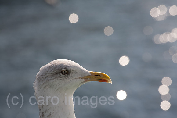 00F100924D010CARO.JPG