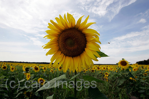 0FB050802D009CAROE.JPG