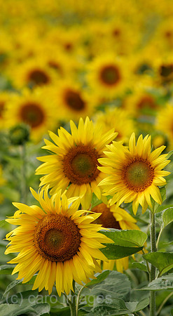 0FB050802D005CAROE.JPG