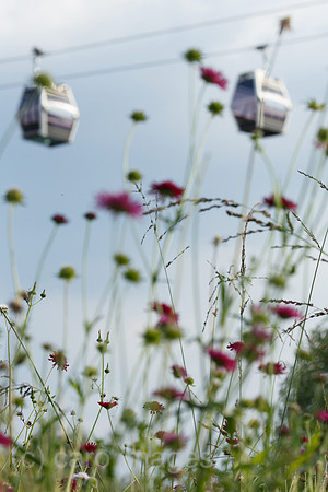 00F160923D423CAROEX.JPG