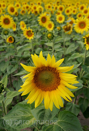 0FB050802D007CAROE.JPG