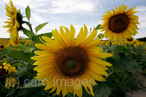 0FB050802D010CAROE.JPG
