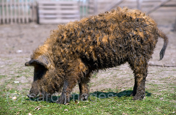 0CE100412D059CAROE.JPG