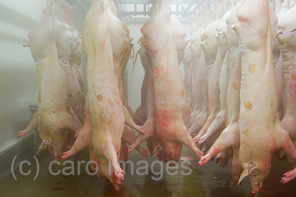 0CE100412D046CAROE.JPG
