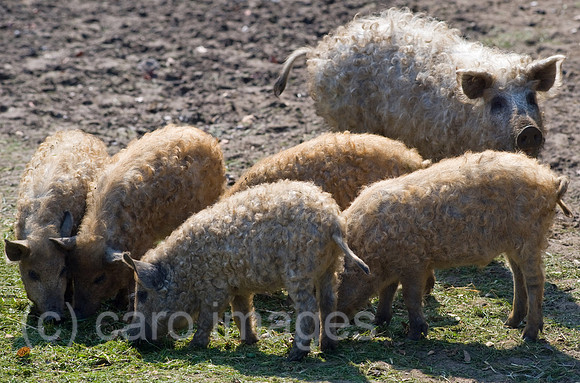 0CE100412D060CAROE.JPG