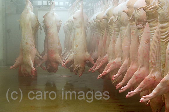 0CE100412D042CAROE.JPG