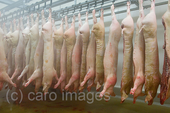0CE100412D044CAROE.JPG