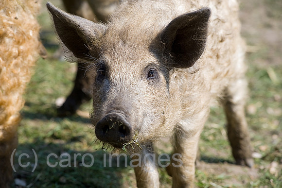 0CE100412D066CAROE.JPG