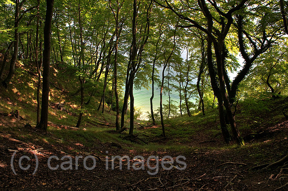00Y090811D013CARO.JPG