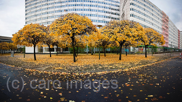00Y091105D017CARO.JPG