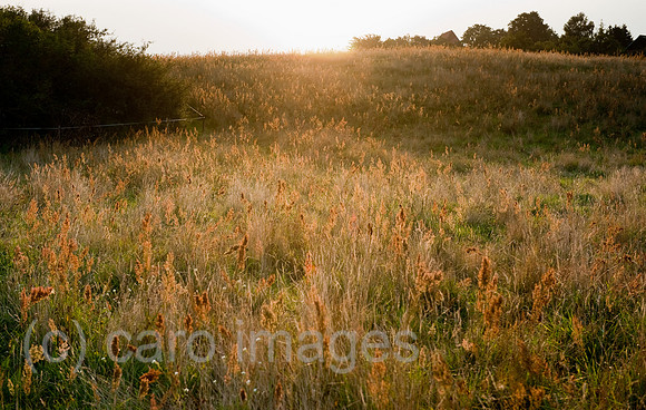 00Y090808D015CARO.JPG