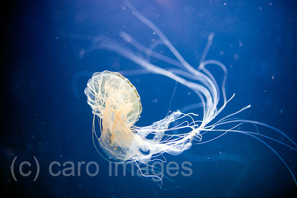 0FR090723D141CAROE.JPG