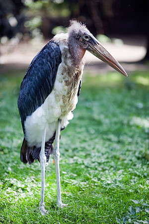 0FR090723D133CAROE.JPG