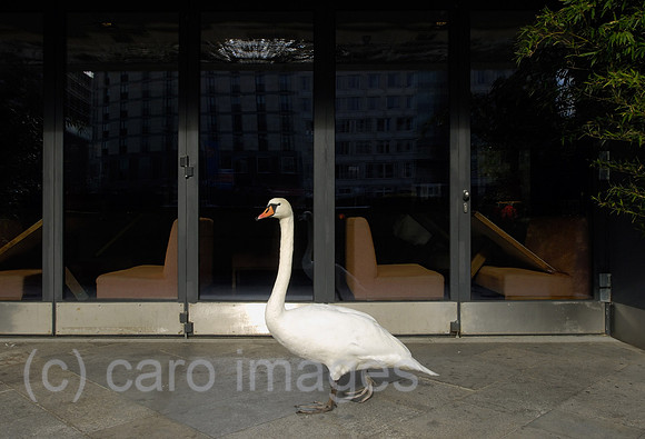 0CE081028D013CAROE.JPG