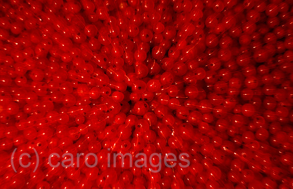 0EHD0000811CARO.JPG