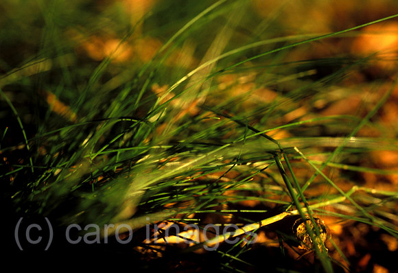 0EHD0001103CARO.JPG