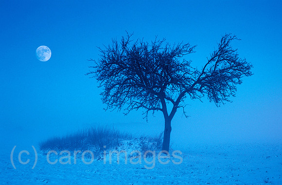 0EHD0000615CARO.JPG
