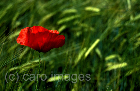 0EHD0001018CARO.JPG