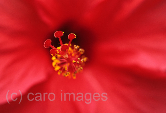 0EHD0002401CARO.JPG