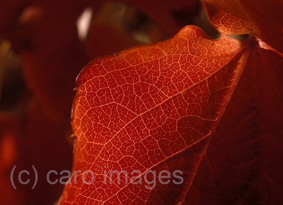 0EHD0000902CARO.JPG