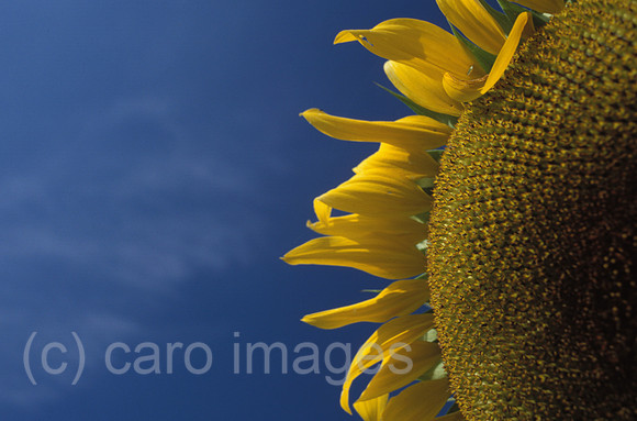 0EHD0001015CARO.JPG