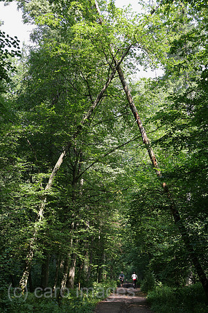 00A070811D039CARO.JPG