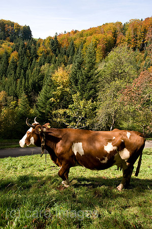 00K081012D001CARO.JPG