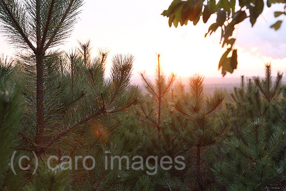 00J121015D017CARO.JPG