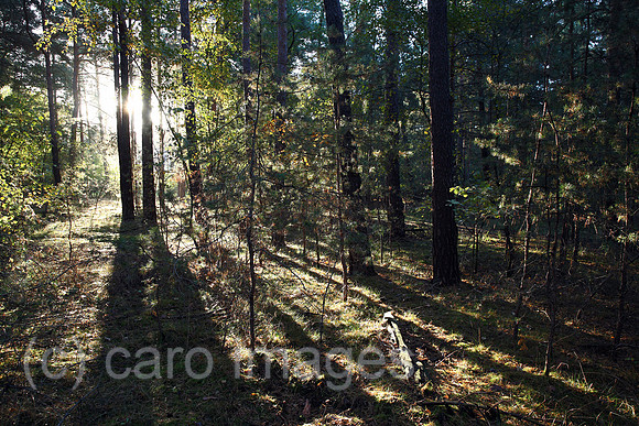 00J121013D055CARO.JPG