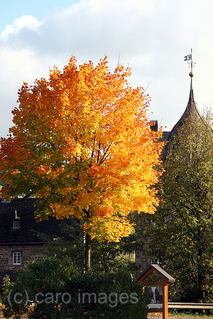 00J121007D081CARO.JPG