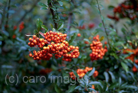 00B091019D007CARO.JPG