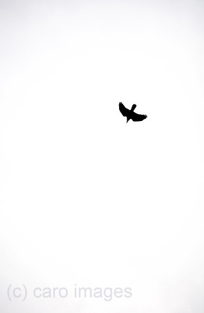 00A070514D029CAROE.JPG