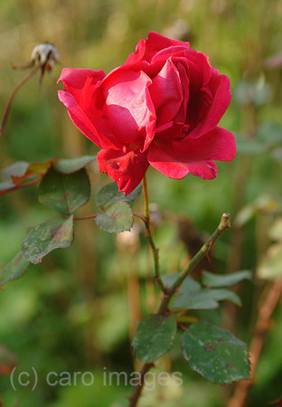0MC051113D271CAROE.JPG