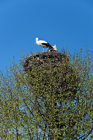 0MC090412D027CAROE.JPG