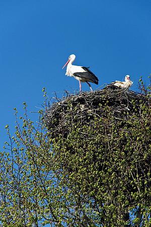 0MC090412D031CAROE.JPG