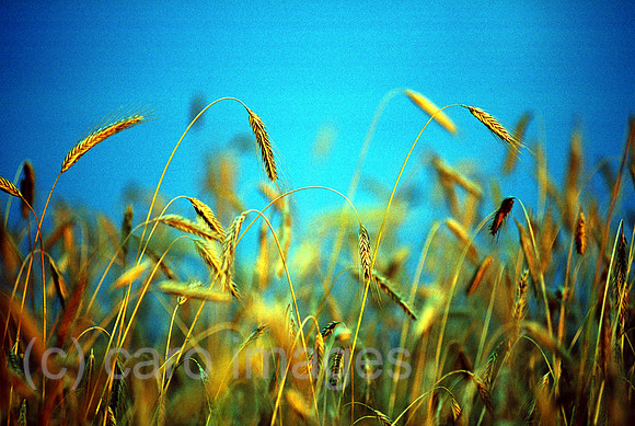 00A74019ACAROE.JPG