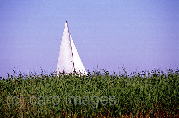 00A74003ACAROE.JPG