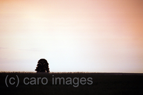00A74033ACAROE.JPG