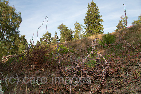 00A130906D414CAROE.JPG